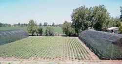 aerial view of front field filled with milkweed (A. curassavica)