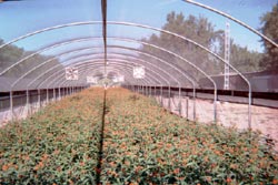 mature milkweed (A. Curassavica) in four season greenhouse