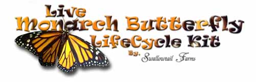 Live Monarch Butterfly Rearing Kit butterfly kit live butterfly kit monarch butterfly chrysalis educational school kit classroom party favor releasing butterfly butterfly wedding decoration butterfly themed wedding live butterfly release butterfly wedding accessory butterfly releasing wedding live wedding butterfly wedding monarch butterfly swallowtailfarms.com