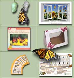 butterfly monarch rearing kit life cycle poster grow raise butterflies