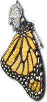 Monarch Butterfly