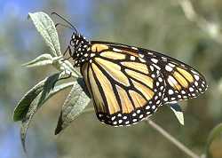 live monarch butterflies for release