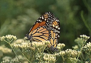 Monarch butterfly (c) David Liebmann