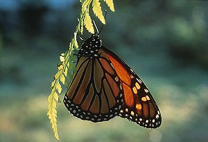 Monarch butterfly (c) David Liebmann